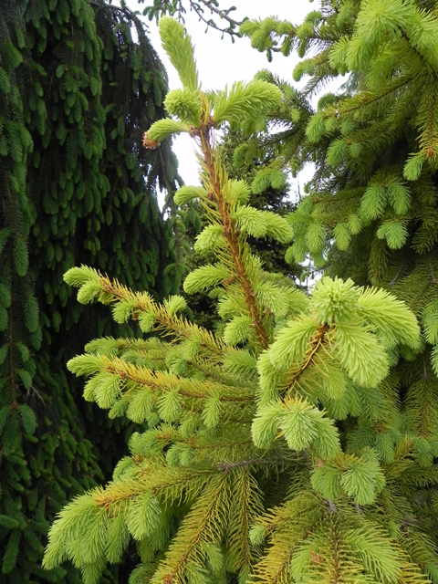 Picea abies 'Aurea Jakobsen'